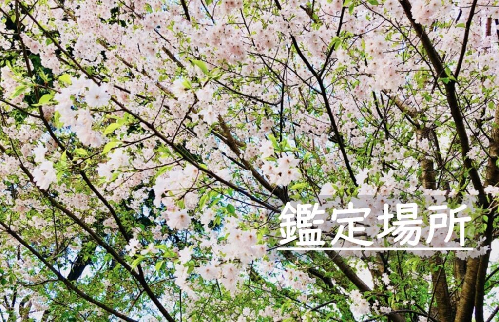 鑑定場所のご案内。背景は明るい青空と満開の桜。