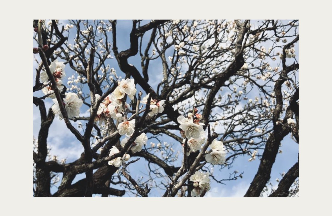 丙午年のはなし